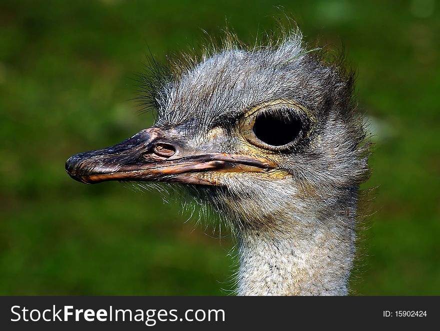 Close up portrait of ostrich on the farm