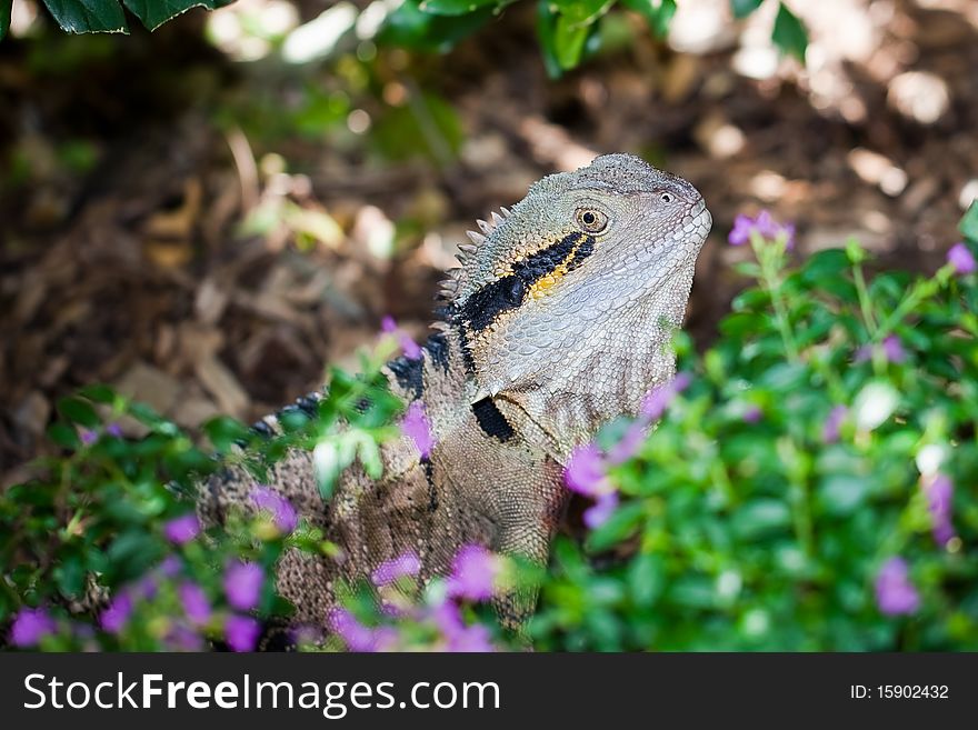 Colorful lizard behind the flower