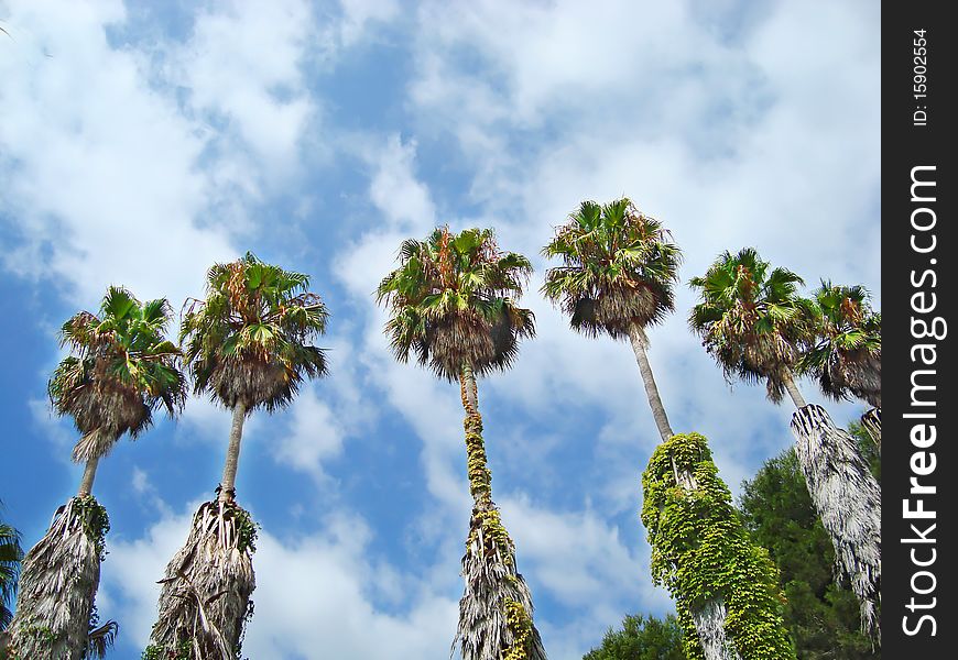 Palm trees against the blue cloudy sky