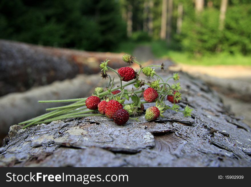 Wild strawberies in forest, sweet and red, slovak nature from the north, where is lot of trees and forests, green nature all around. Wild strawberies in forest, sweet and red, slovak nature from the north, where is lot of trees and forests, green nature all around