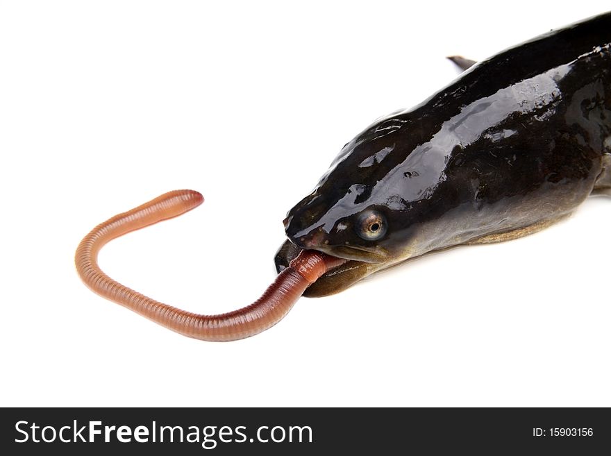 Hunting eel. Eal eats a worm. Hunting eel. Eal eats a worm.