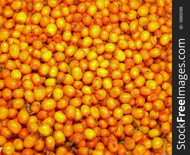 Sea buckthorn berries are shown in the picture. Sea buckthorn berries are shown in the picture.
