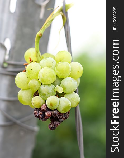 Damaged white grapes in vineyard