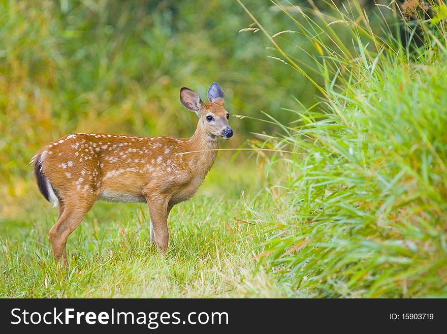A baby young roe or a young deer in the forest. A baby young roe or a young deer in the forest
