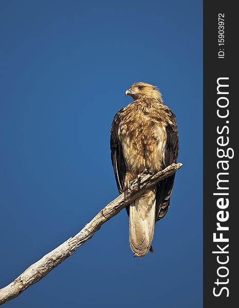 Whistling kite, kakadu National park, australia