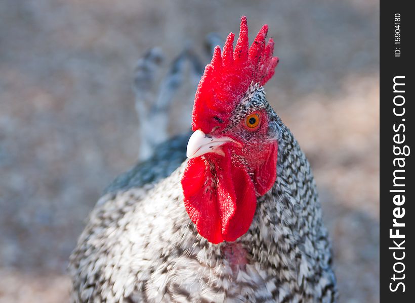 Rooster on a sunny day. Rooster on a sunny day