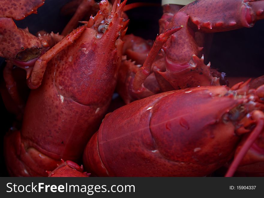 Lobster cooked and ready to eat