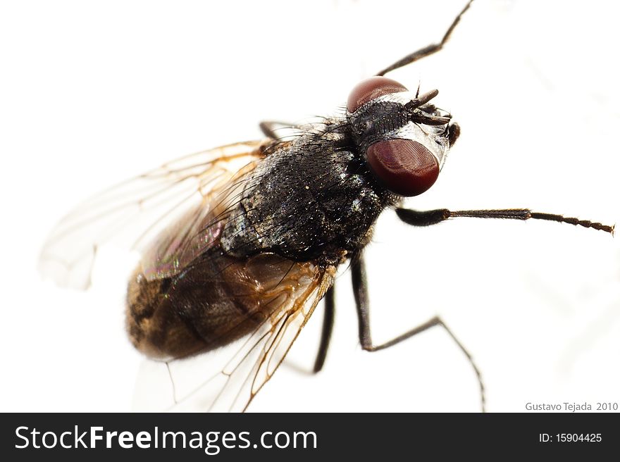 A really close up of one of the most common insects: the fly.
On this photo, one can see the extreme complexity of the insect structure otherwise invisible to the human eye.