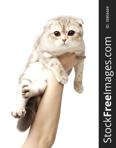 The image of a cat in the hands of a white background