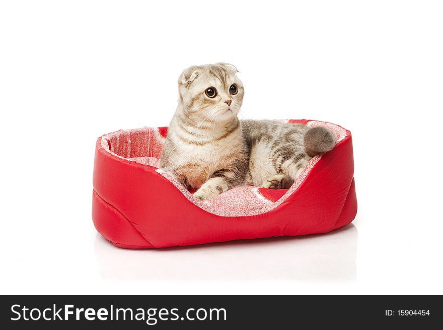 Cat Sitting In The Cat Mat On White Background