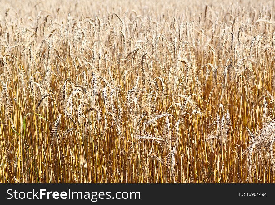 Growing wheat on the field - close up. Growing wheat on the field - close up