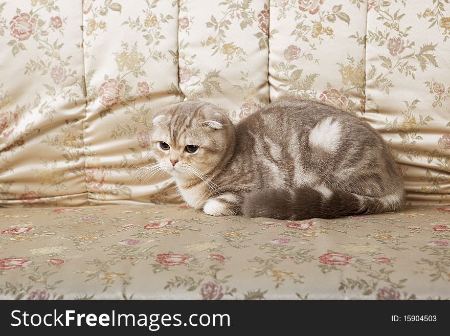 Cat sitting on a beautiful vintage couch