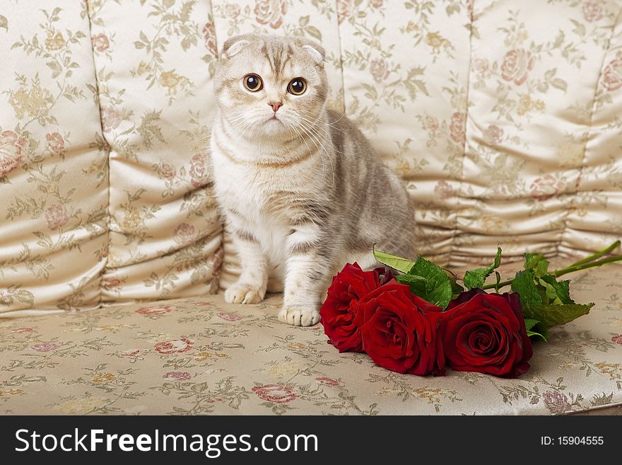 The image of a cat sitting on a beautiful vintage couch