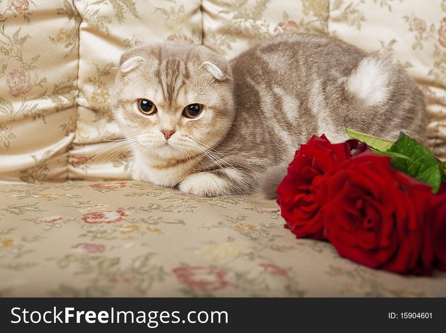 The image of a cat sitting on a beautiful vintage couch