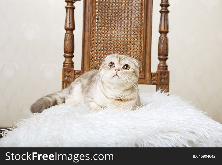 Cat sitting on a beautiful vintage chair