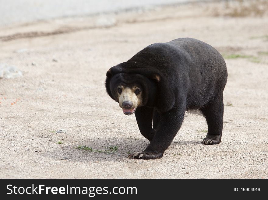 The black sun bear wandering outside