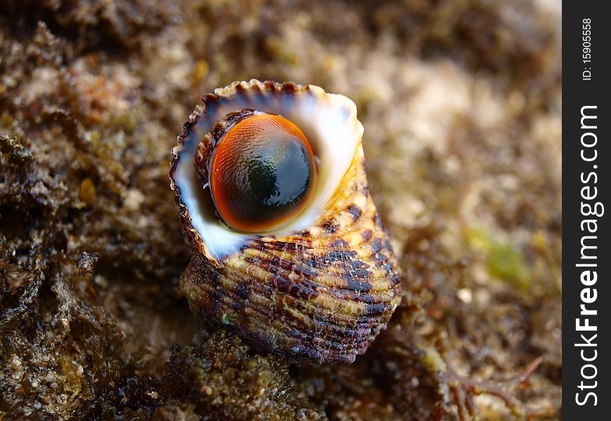 A spiral shells