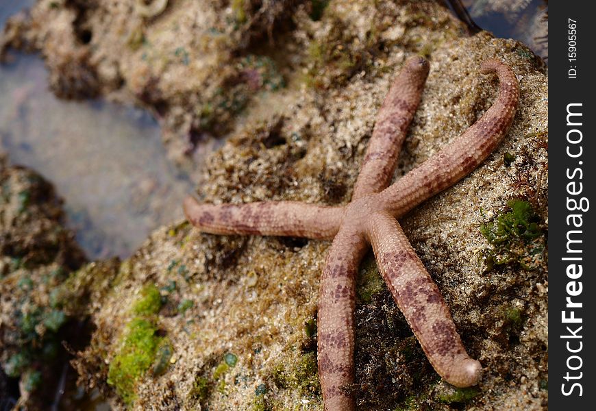 When the ebb tide,I find a beautiful Starfish on rock wall. When the ebb tide,I find a beautiful Starfish on rock wall