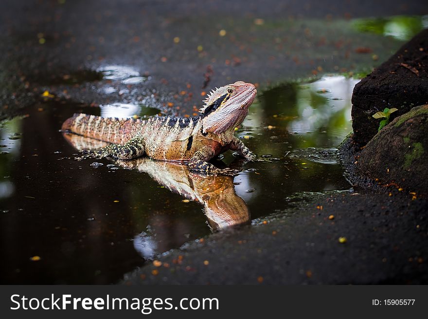 Colorful lizard in the water