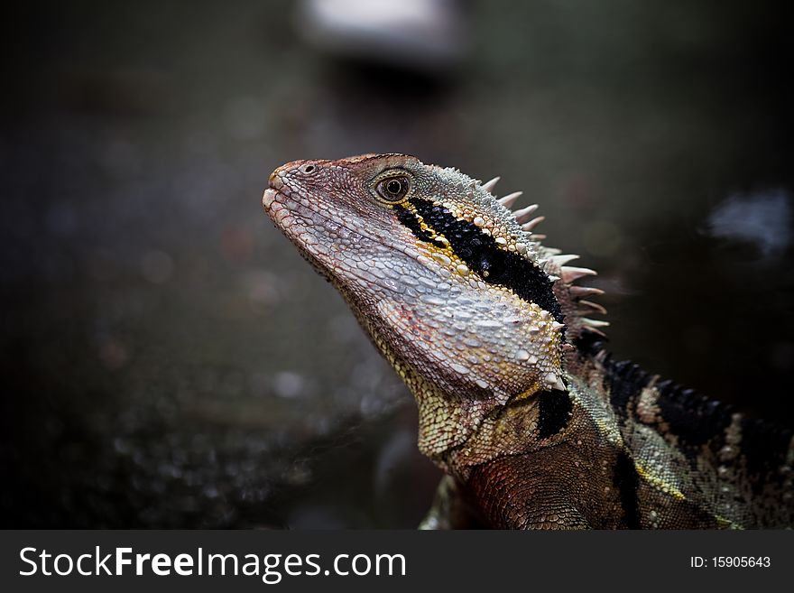 Colorful lizard eye close up