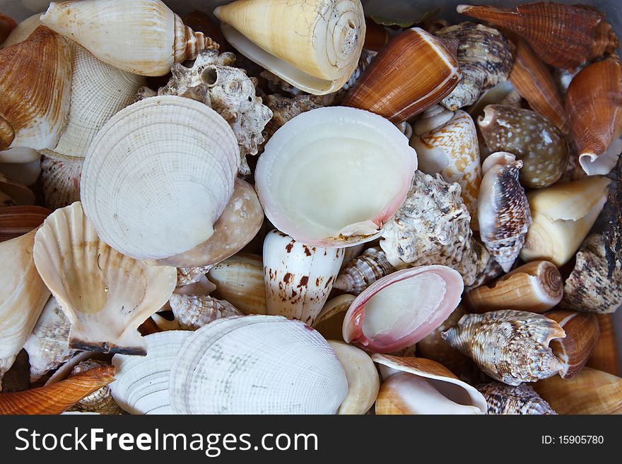 Seashell background or texture of different shapes and sizes.