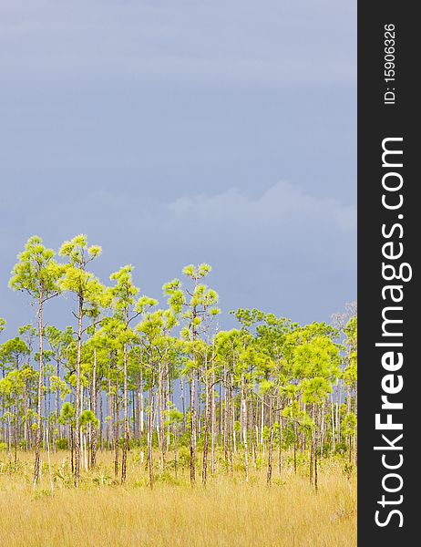 Everglades National Park, Florida, USA