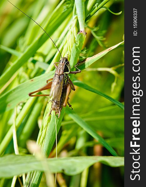 A grasshopper perched on a plant stem. A grasshopper perched on a plant stem