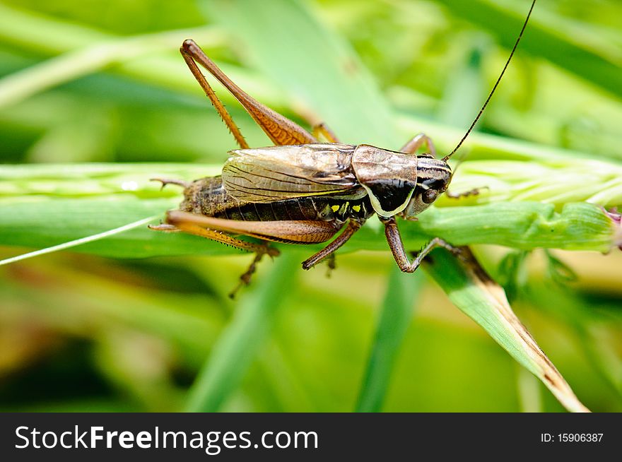 A grasshopper perched on a plant stem. A grasshopper perched on a plant stem