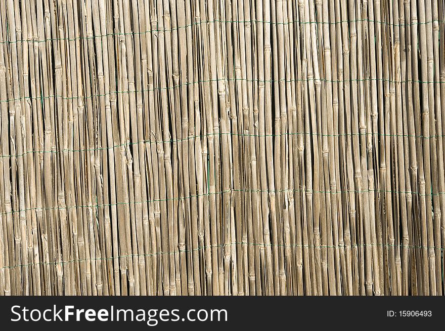 Bamboo pattern, sunlight on it