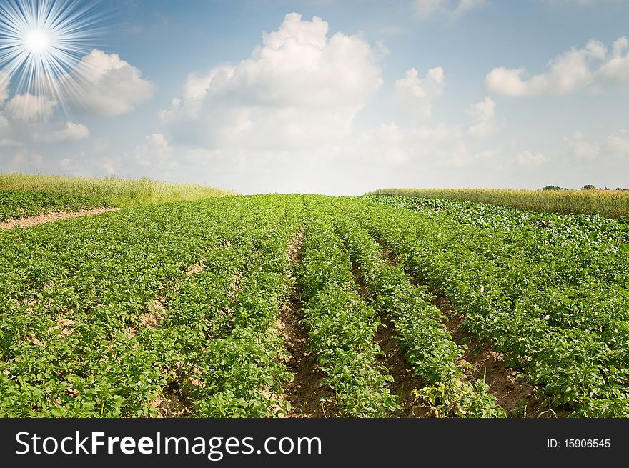 Landscape of potato plantation.