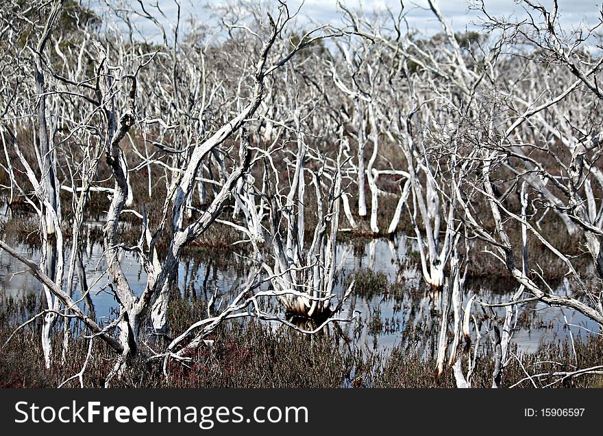 Dead trees stretching out from the swampy waters of an inland Estuary system. An estuary is a partly enclosed coastal body of water with one or more rivers or streams flowing into it, and with a connection to the open sea. Dead trees stretching out from the swampy waters of an inland Estuary system. An estuary is a partly enclosed coastal body of water with one or more rivers or streams flowing into it, and with a connection to the open sea.