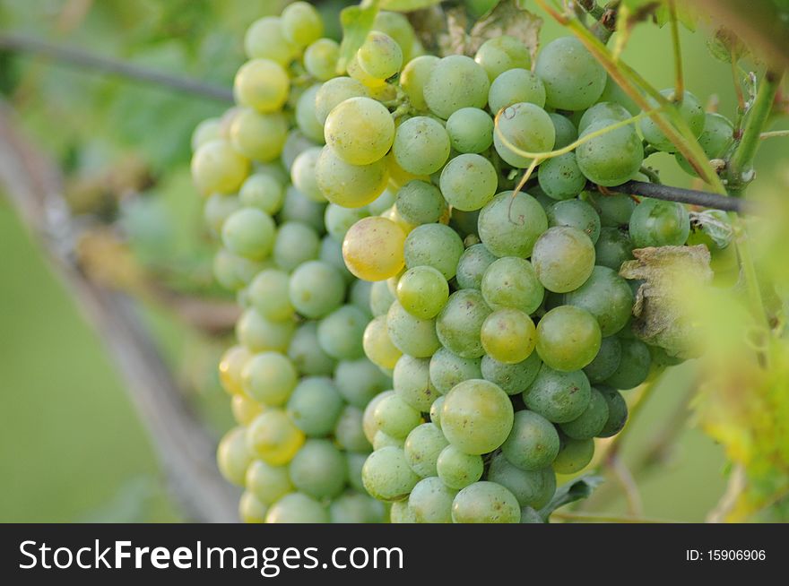 A bunch of green grapes in vineyard.