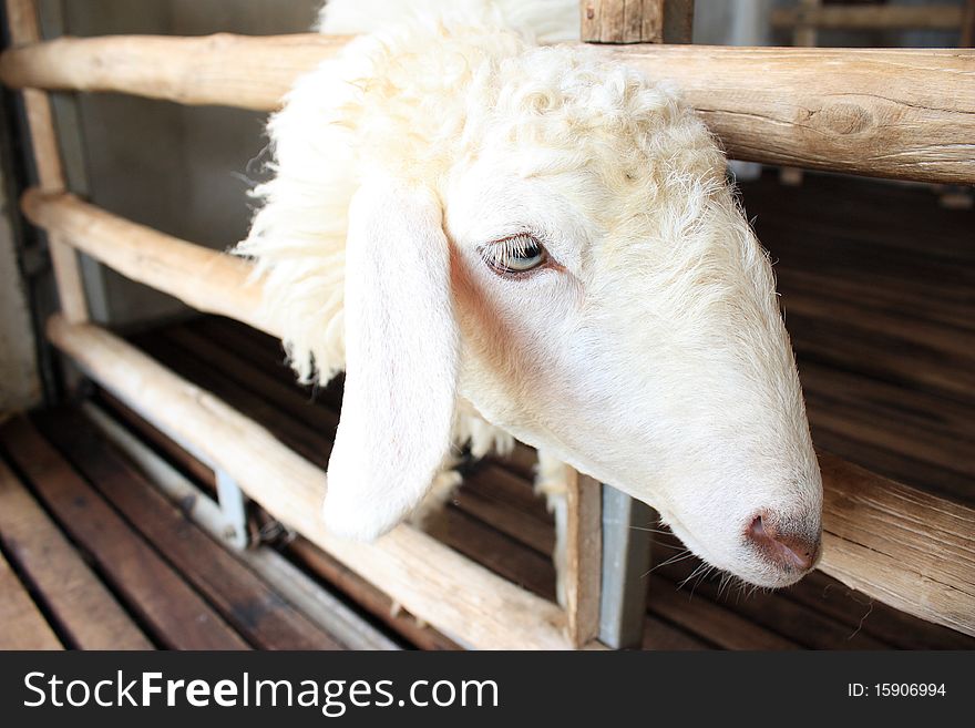 A white sheep in farm. A white sheep in farm