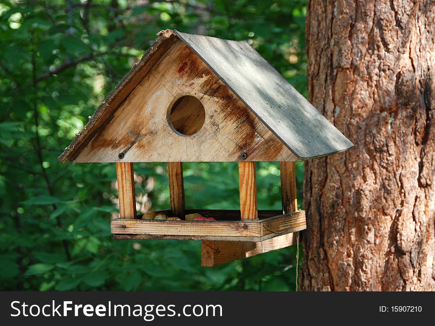 Feeder for birds and squirels in the pine forest. Feeder for birds and squirels in the pine forest