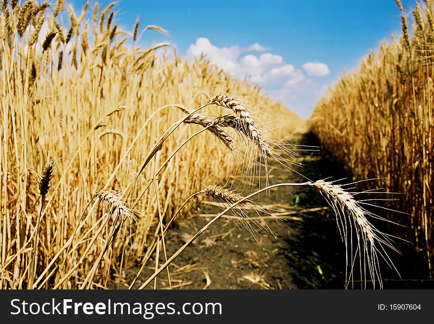 Mature wheat in the field. Mature wheat in the field