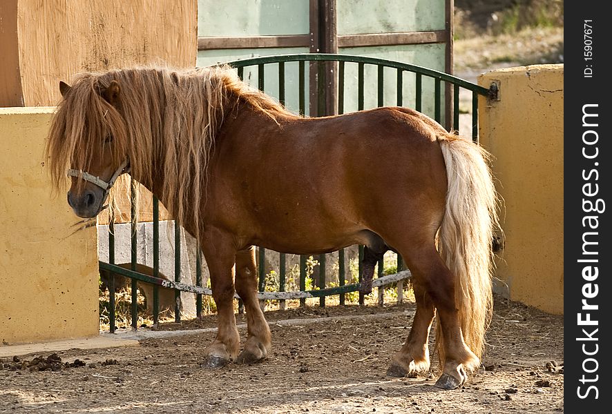 Ponies in the paddock of a farm. Ponies in the paddock of a farm