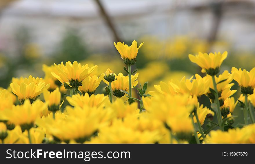 Yellow flower background for make a gard or background