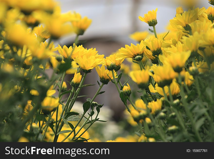 Yellow flower background for make a gard or background