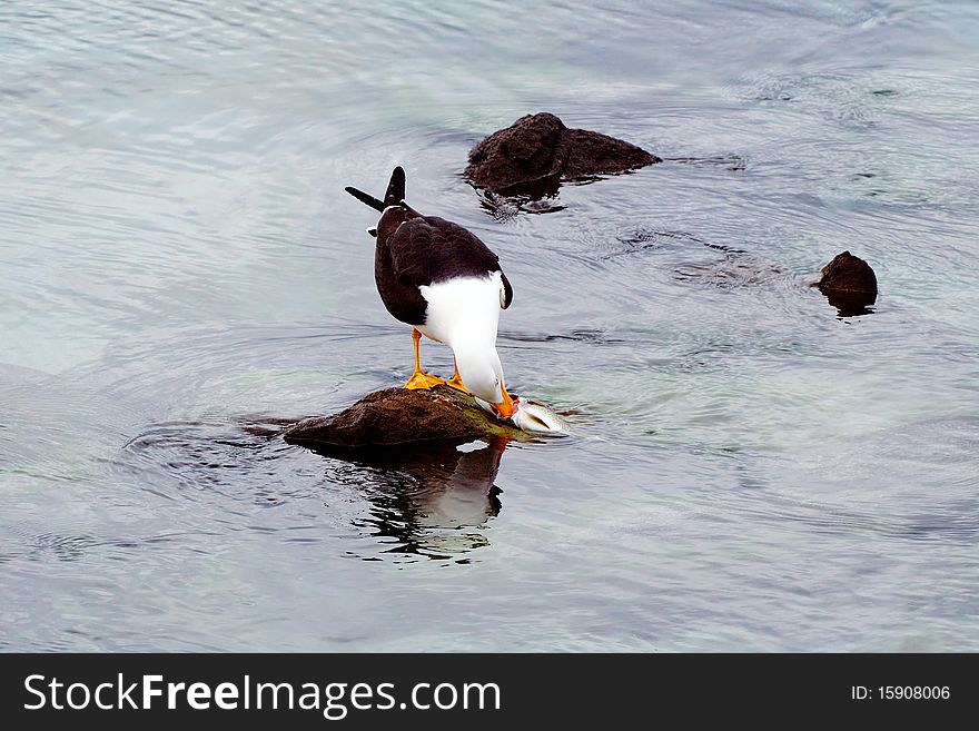 A pacific gull had scavenged a fish and was eating it on a rock in a tidal pool. as the water rose and the fish would float away and the gull would retrieve it and bring it back to the rock when the water fell. A pacific gull had scavenged a fish and was eating it on a rock in a tidal pool. as the water rose and the fish would float away and the gull would retrieve it and bring it back to the rock when the water fell