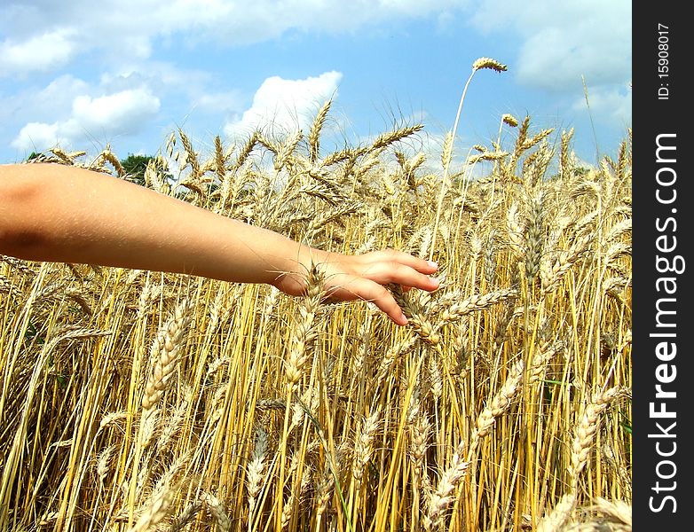 Hand in wheat field over blue sky