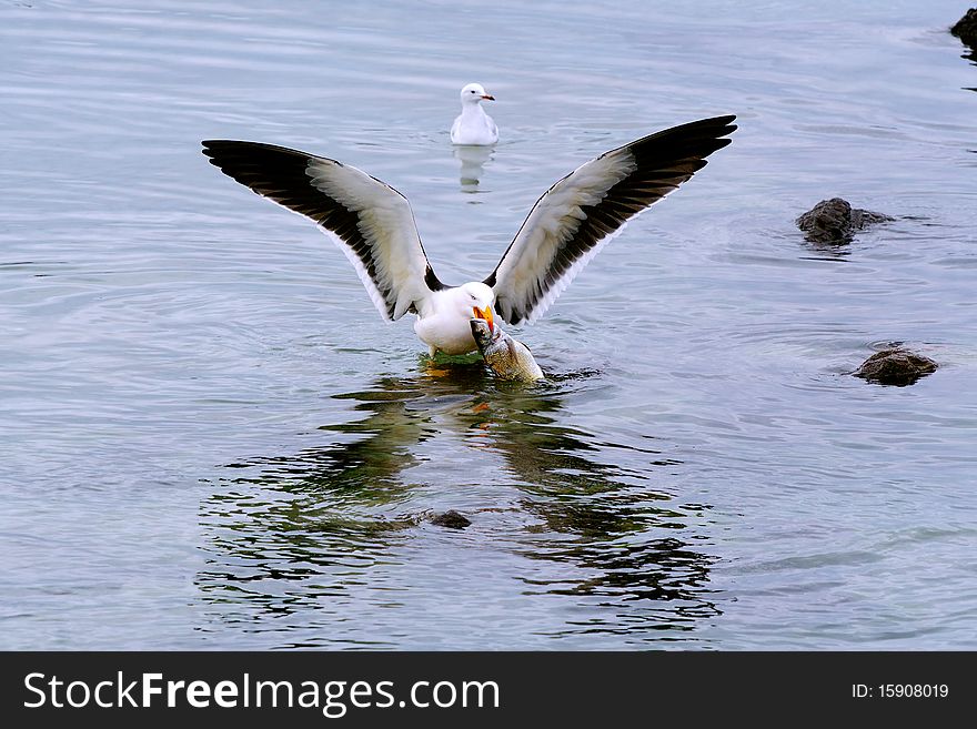 A pacific gull had scavenged a fish and was eating it on a rock in a tidal pool. At one point it tried to fly away with its 'catch' but the bream was too big to carry far. A pacific gull had scavenged a fish and was eating it on a rock in a tidal pool. At one point it tried to fly away with its 'catch' but the bream was too big to carry far.