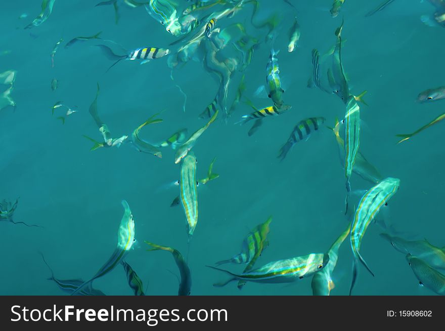 A school of fish swimming in clear sea water