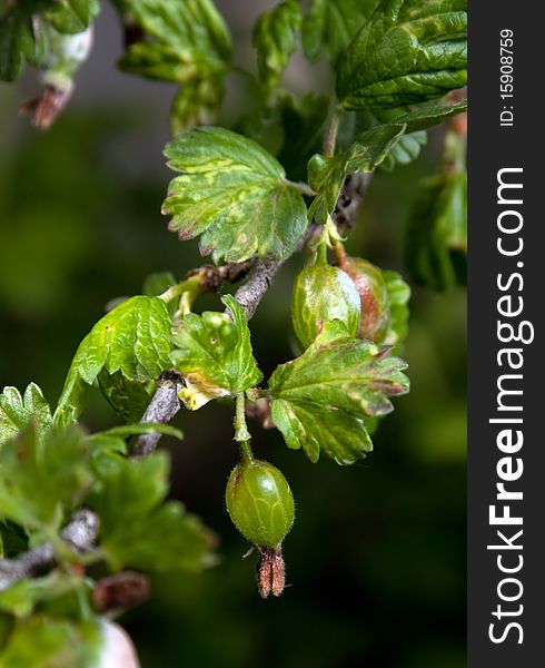 Gooseberry young berry on branch in garden closeup. Gooseberry young berry on branch in garden closeup
