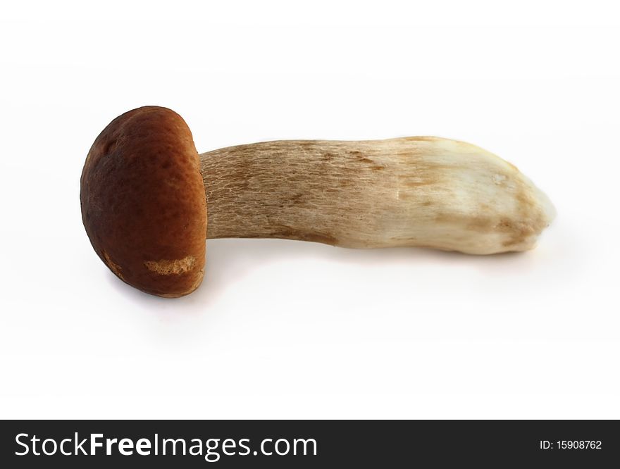 Fresh young boletus mushroom on a white background. Fresh young boletus mushroom on a white background