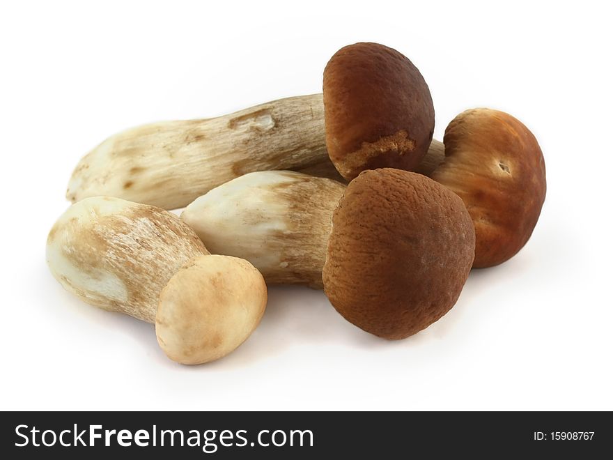 Fresh young boletus mushroom on a white background