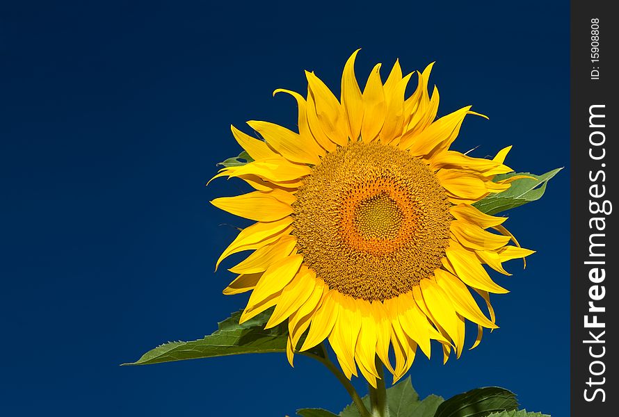 Sunflower flower closeup on blue sky background. Sunflower flower closeup on blue sky background