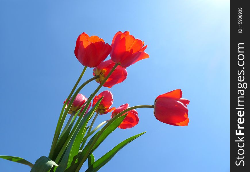 Bouquet Of Red Tulips