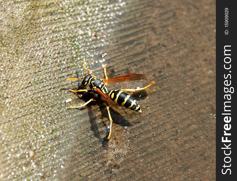 Wasp sitting on the water in the summer