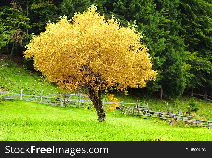 Lonely tree landscape - vibrant colors
