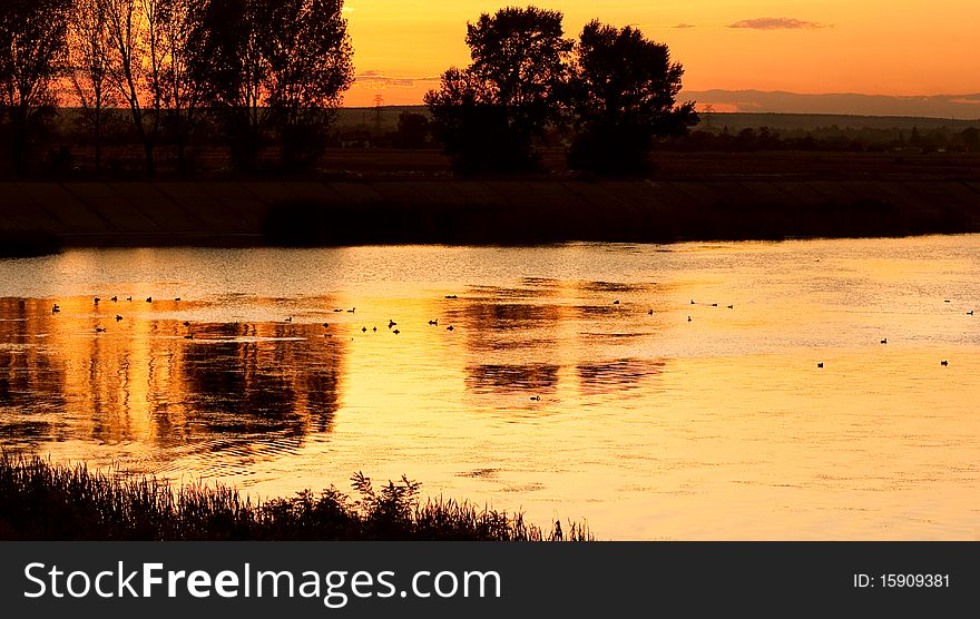Ducks on calm lake at sunset